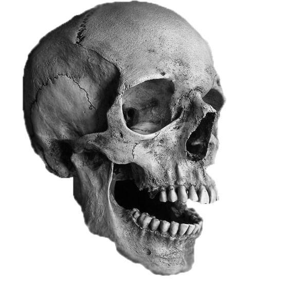 a black and white photo of a human skull