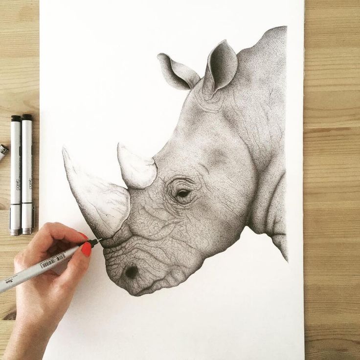 a drawing of a rhinoceros is being drawn