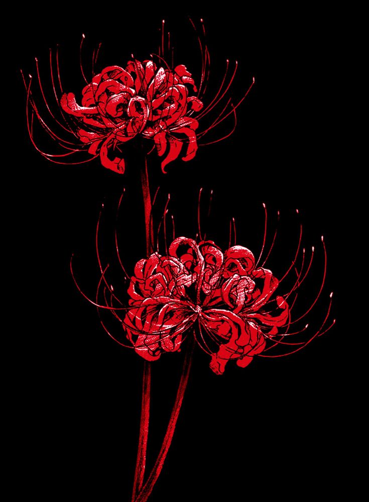 two red flowers on a black background