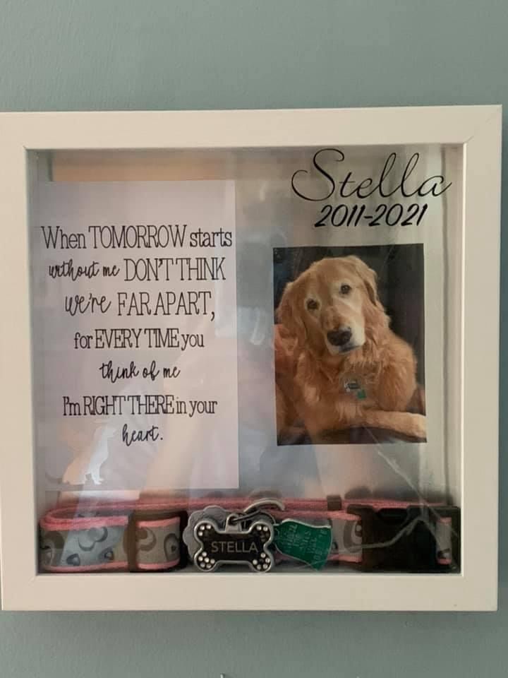 a dog is in a white frame with writing on it