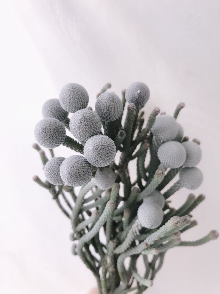 a close up of a plant in a vase on a white background with no one around it