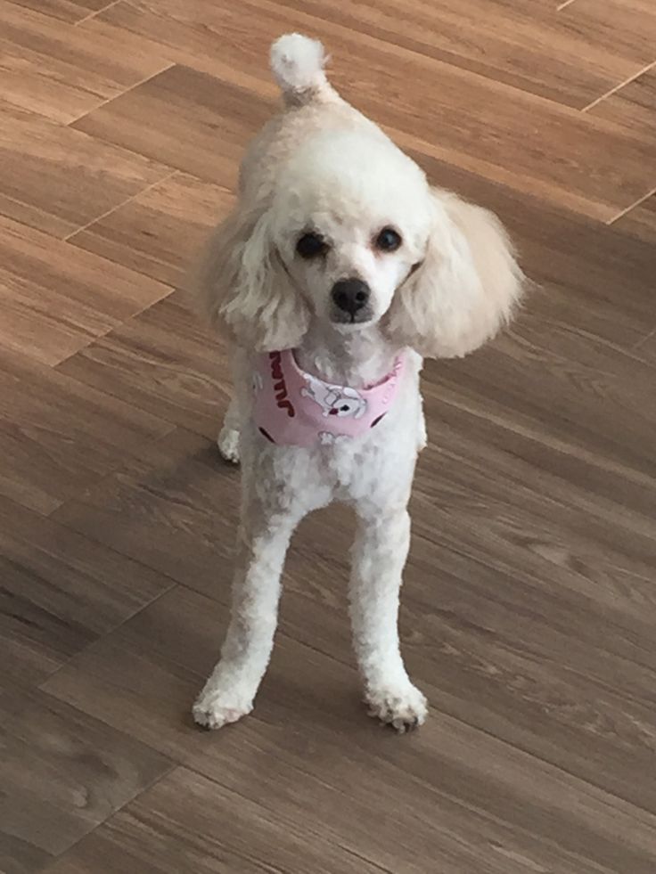 a small white dog standing on top of a wooden floor