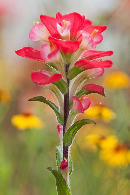 a pink flower with green leaves and yellow flowers in the background