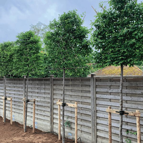 a row of wooden poles next to a fence with trees in the background and dirt on the ground