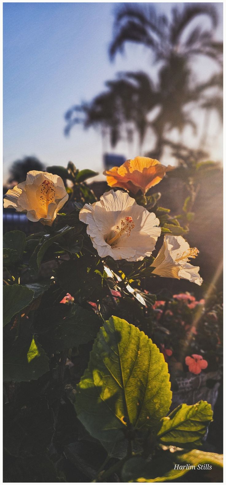 white and yellow flowers in the sunlight with palm trees in the backgrounnd