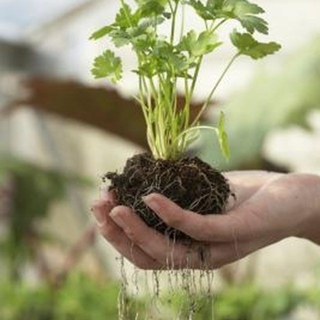 a person holding up a plant in their hand