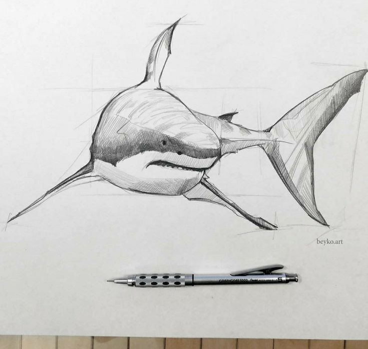 a pencil drawing of a shark and a pen