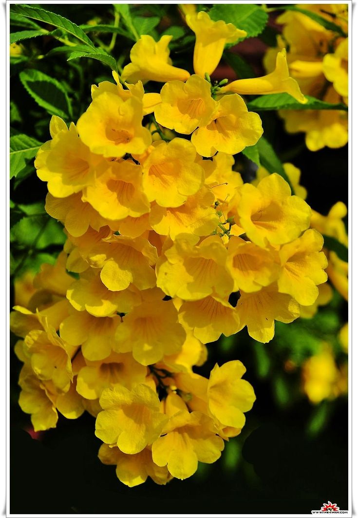 yellow flowers are blooming in the sun and green leaves on the branches, with dark background