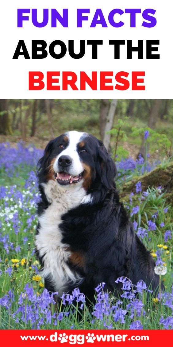 a black and white dog sitting in blue flowers with the words fun fact about the bernese