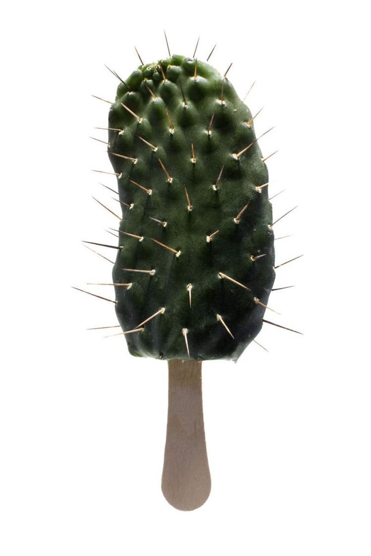 a close up of a green cactus on a white background