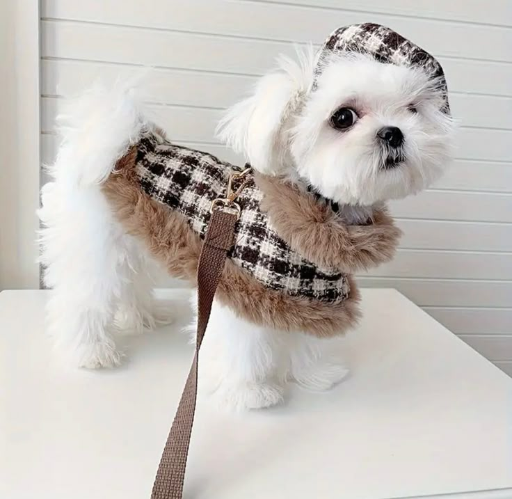 a small white dog wearing a coat and leash on a table next to a wall