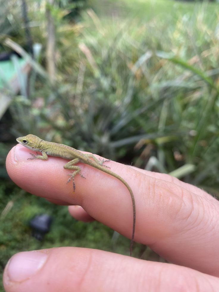 a small lizard is sitting on someone's finger in front of some grass and plants