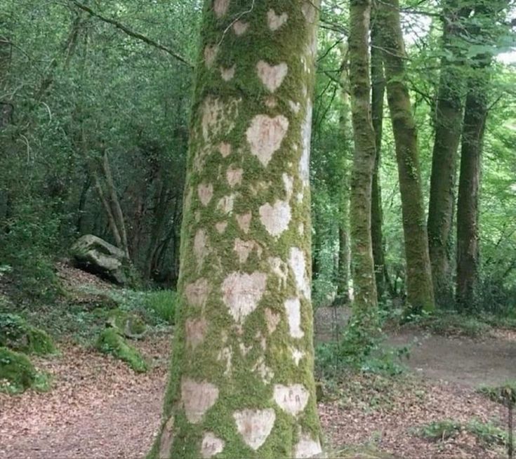 the trunk of a tree with hearts painted on it's bark in a wooded area