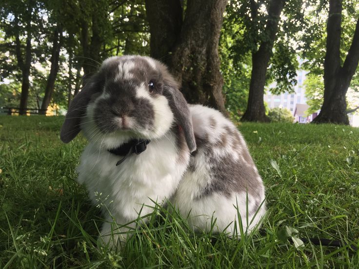 a rabbit is sitting in the grass near some trees