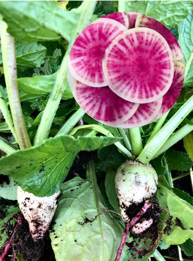 radishes growing in the ground with leaves around them