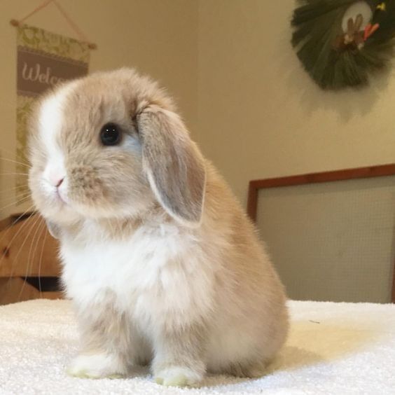 a small rabbit sitting on top of a bed