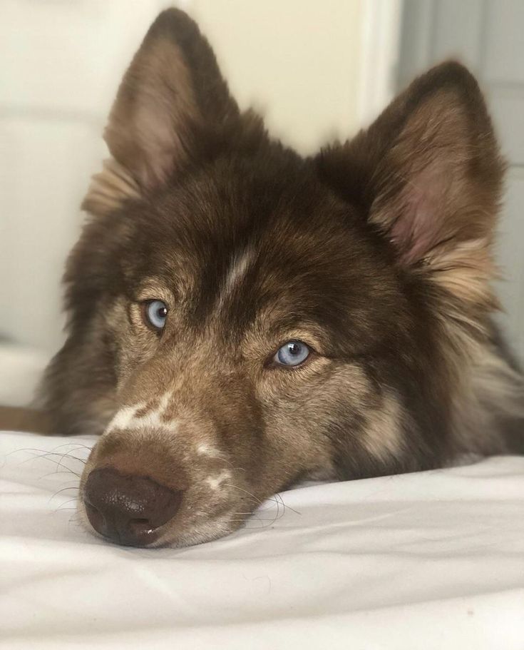 a brown and white dog laying on top of a bed next to a door with blue eyes