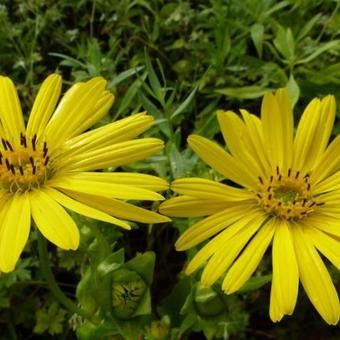 two yellow flowers with green leaves in the background