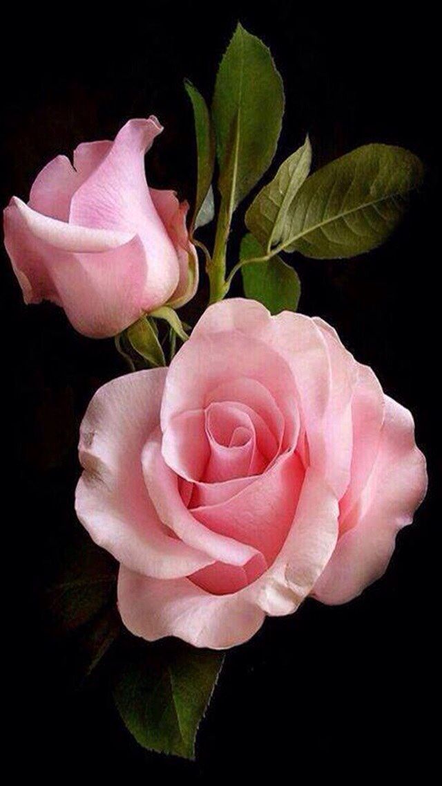 two pink roses sitting next to each other on a black background with the words good morning