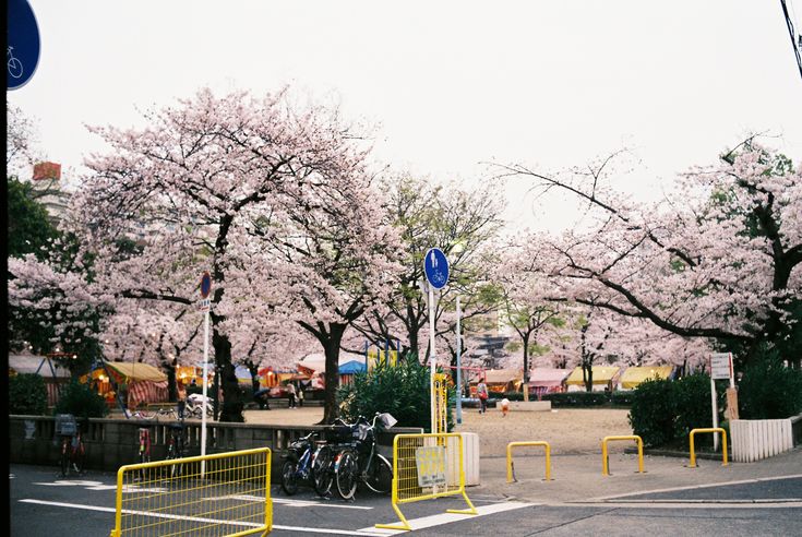 bicycles are parked in the parking lot next to yellow barricades and cherry blossom trees