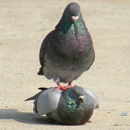 two birds are standing on top of each other in the sand and one bird is looking down