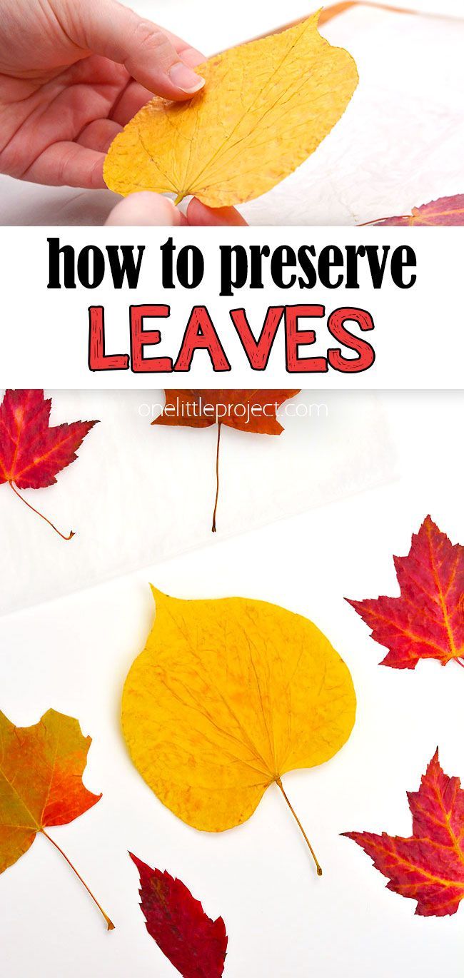 how to preserve leaves in the fall