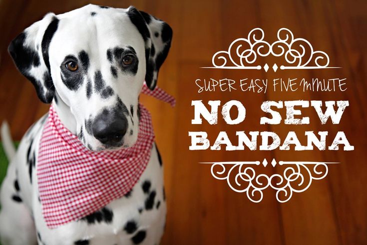 a dalmatian dog wearing a pink and white bow tie with the words super easy ultimate no sew bandana