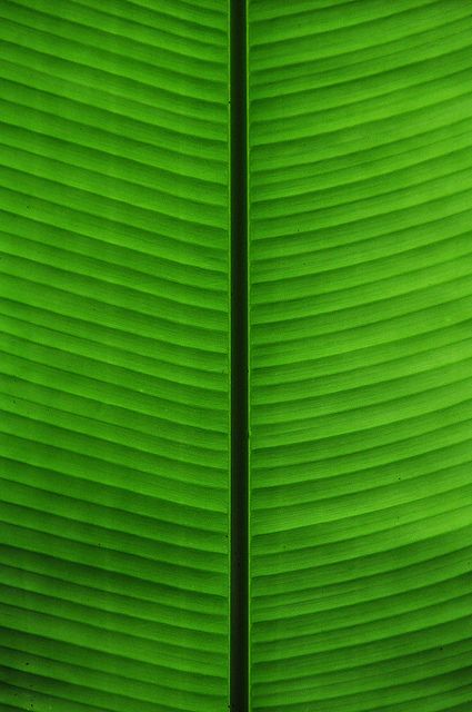 the back side of a large green banana leaf