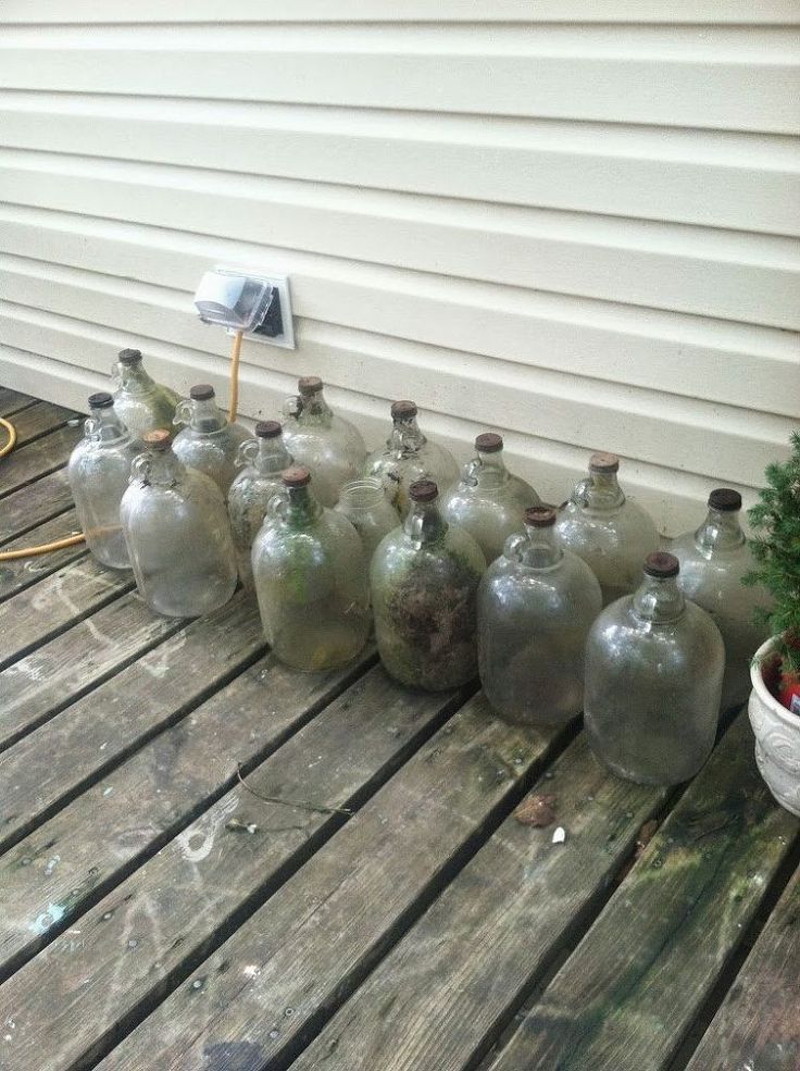 there are many empty glass bottles lined up on the deck next to a potted plant