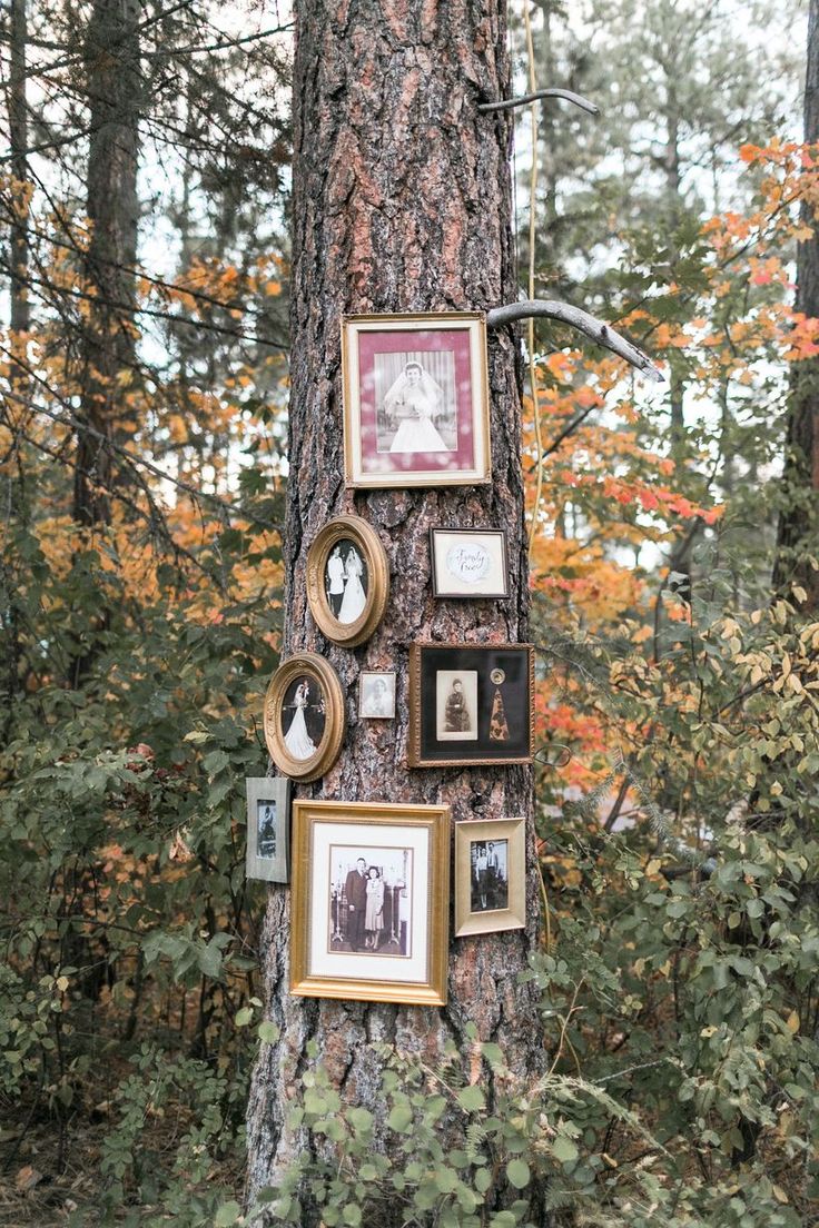 a tree with pictures on it in the woods