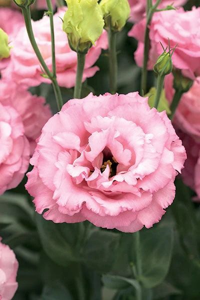 pink carnations with green leaves and buds in the center are blooming together