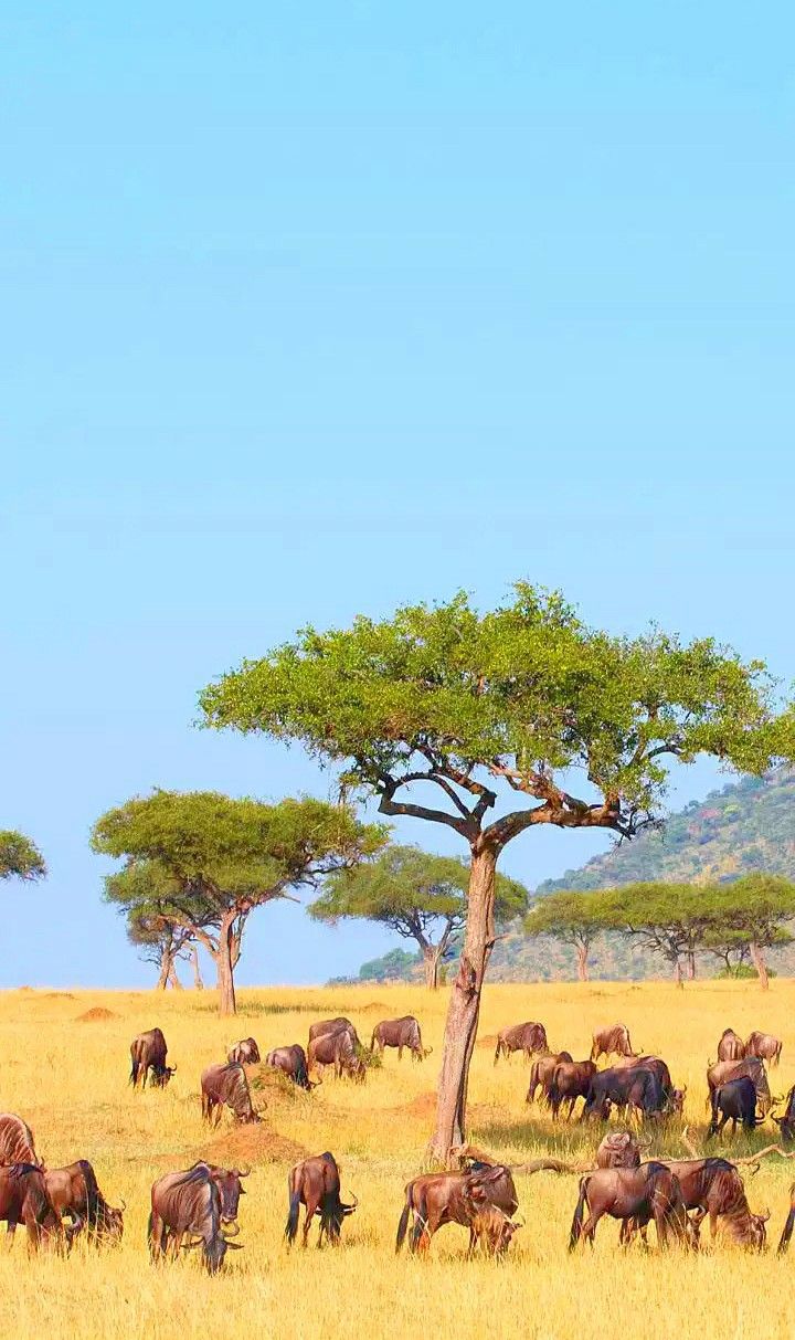 a herd of wild animals grazing on dry grass under a tree in an open field