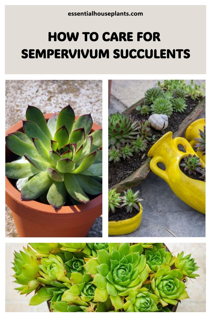 How to care for Sempervivum succulents in pots and gardens. Hens And Chicks Succulent, Succulents Care, Propagation Tips, Shallow Planters, Succulent Landscape Design, Succulent Landscaping, Types Of Succulents, Outdoor Landscape, Unique Planter