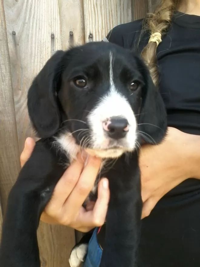 a woman holding a black and white puppy