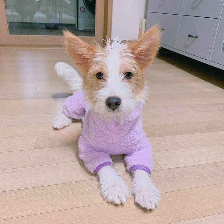 a small dog in a purple outfit sitting on the floor