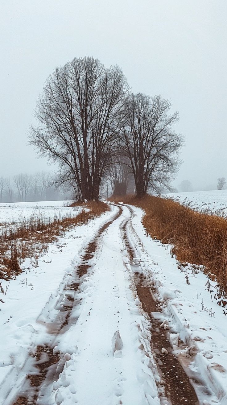 the road is covered in snow and there are two trees on either side of it