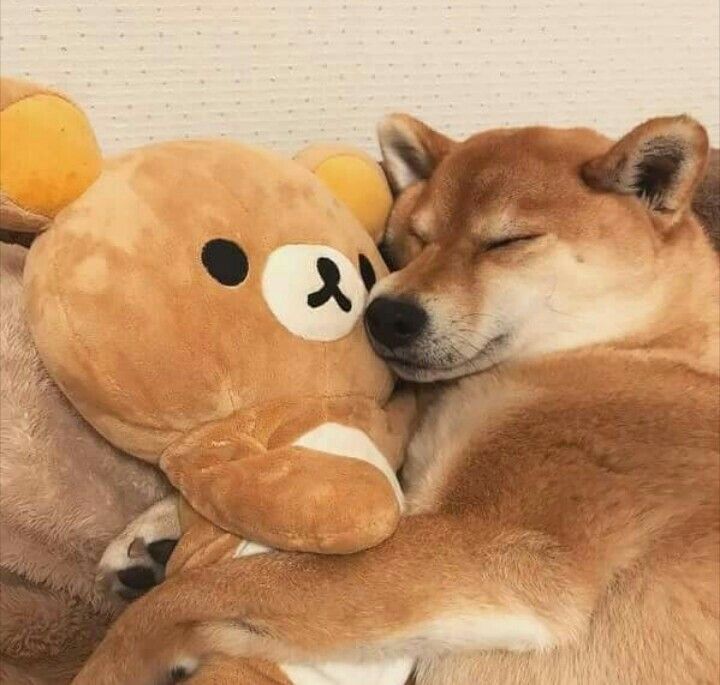 a dog sleeping with its head on a teddy bear