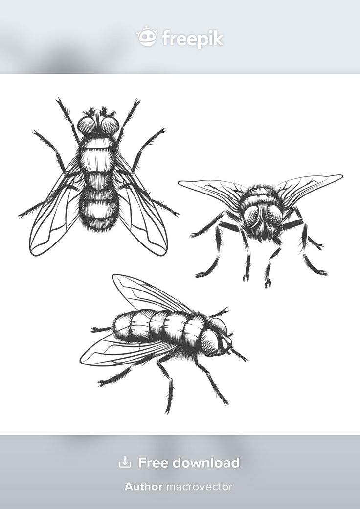 three bees in black and white on a white background stock photo - image 34987