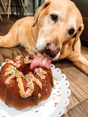 a dog licks the frosting on a bundt cake with sprinkles