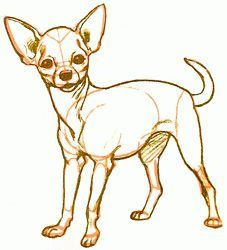 a drawing of a small chihuahua dog on a white background