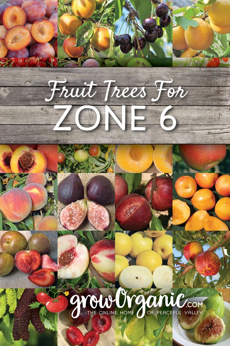 fruit trees for zone 6 grow organic