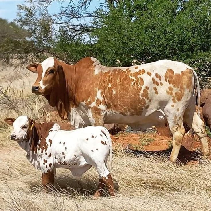 two brown and white cows standing next to each other on a dry grass covered field