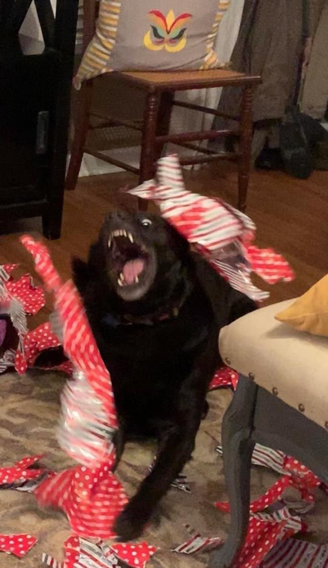 a black dog sitting on top of a rug with its mouth open and tongue out