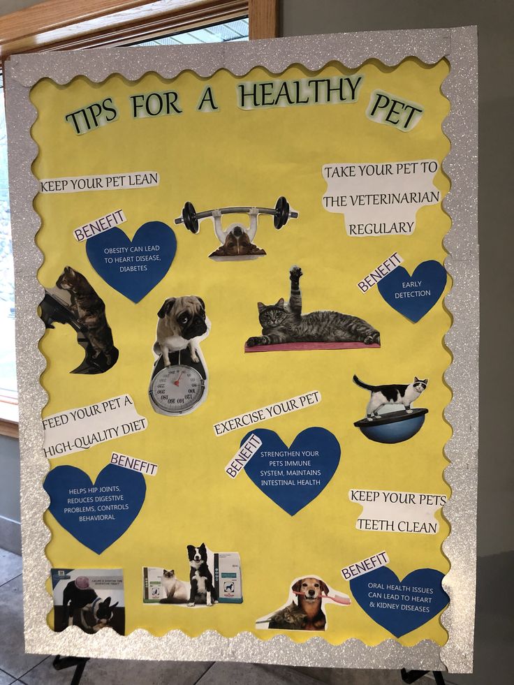 a poster with pictures of cats and dogs on it that says tips for a healthy pet