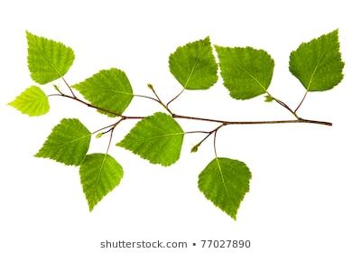 branch with green leaves on white background, clipping for use in web design and printing