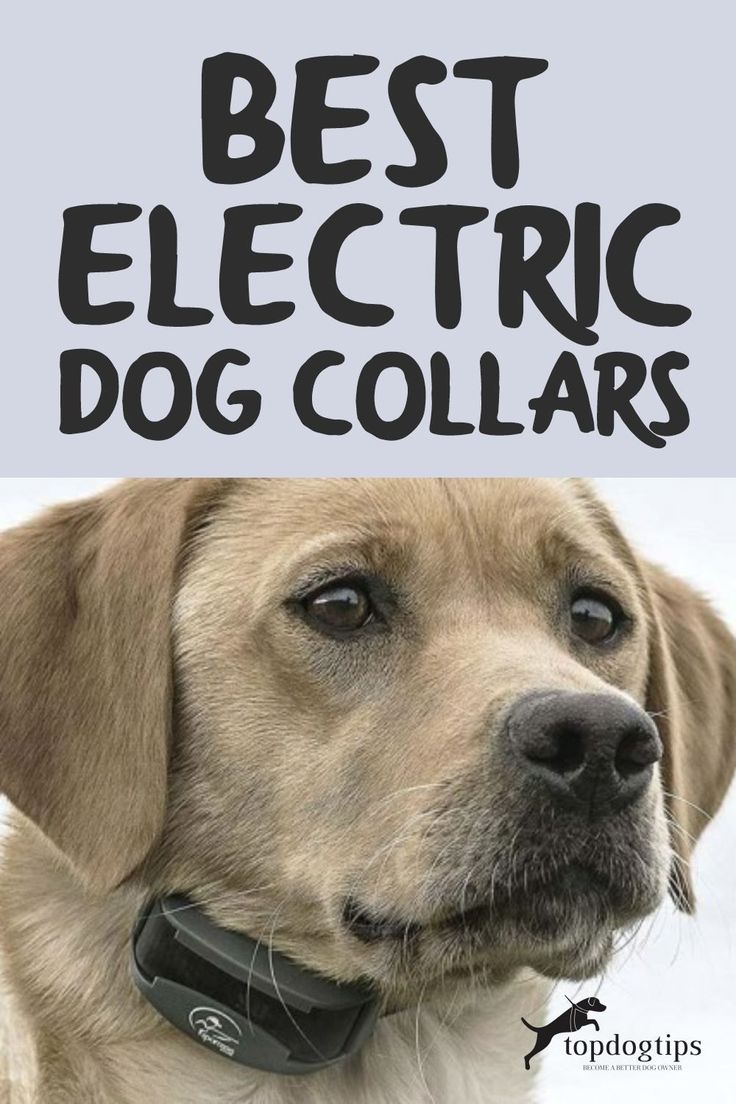 a dog with the words best electric dog collars on it's back side