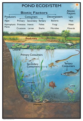 an image of the pond system with different types of plants and animals in it, including fish