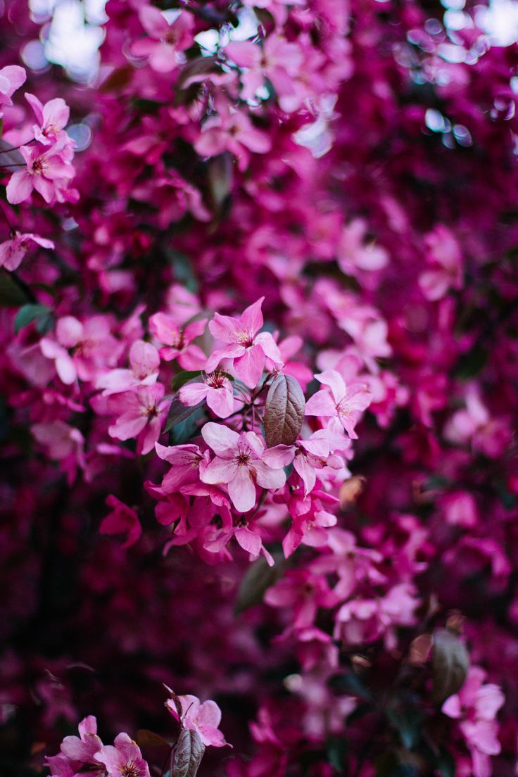 pink flowers are blooming on the tree