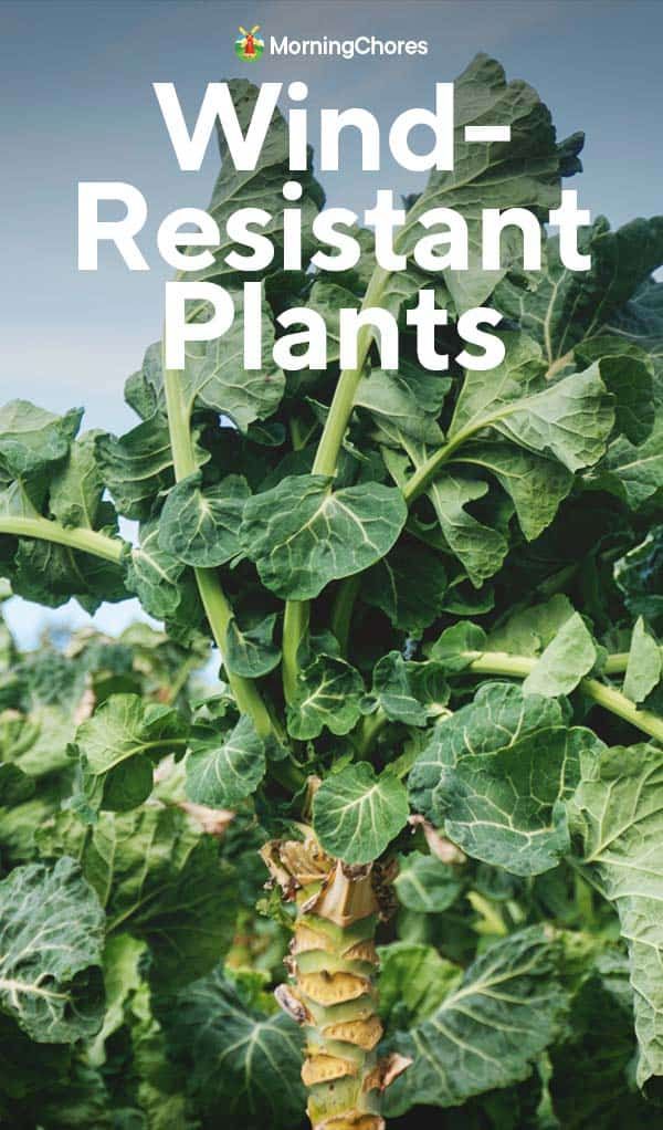 a close up of a plant with the words wind resistant plants in front of it