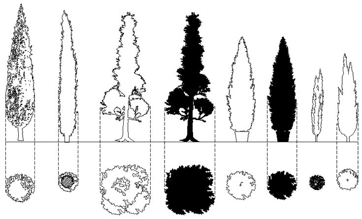 an image of different trees and plants in the same line, each with their own shadow